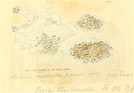 Coloured Figures of English Fungi or Mushrooms - t. 326