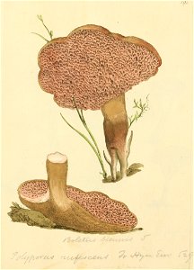 Coloured Figures of English Fungi or Mushrooms - t. 191