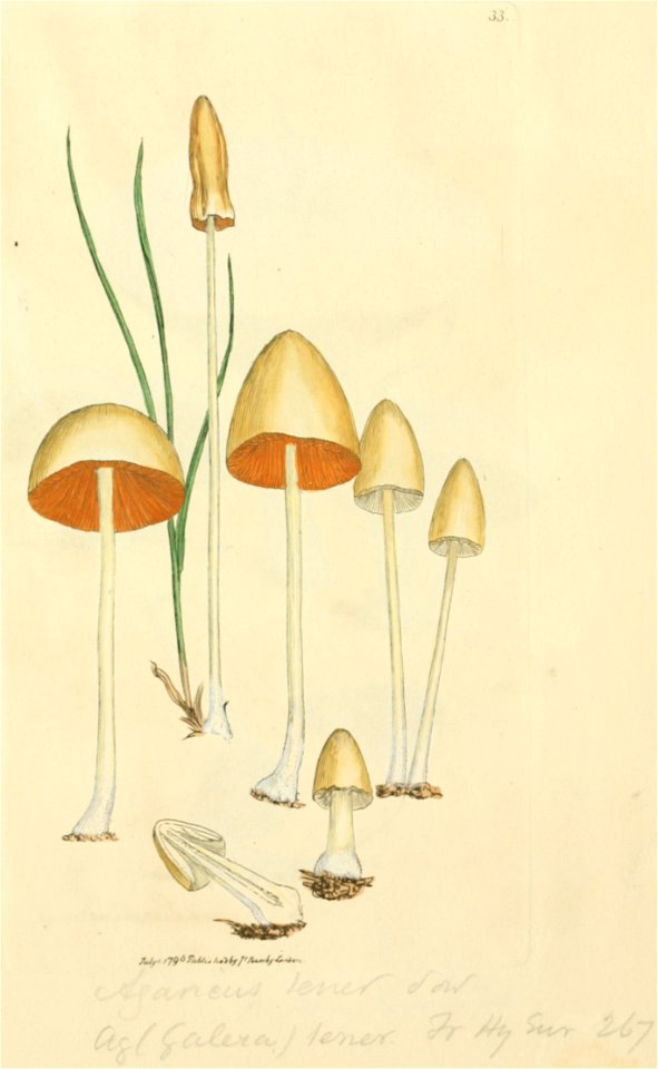 Coloured Figures of English Fungi or Mushrooms - t. 33