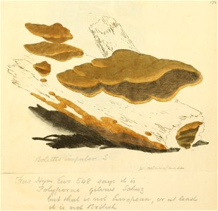 Coloured Figures of English Fungi or Mushrooms - t. 195