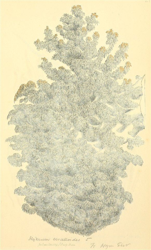 Coloured Figures of English Fungi or Mushrooms - t. 252