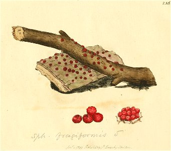 Coloured Figures of English Fungi or Mushrooms - t. 256