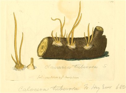 Coloured Figures of English Fungi or Mushrooms - t. 199