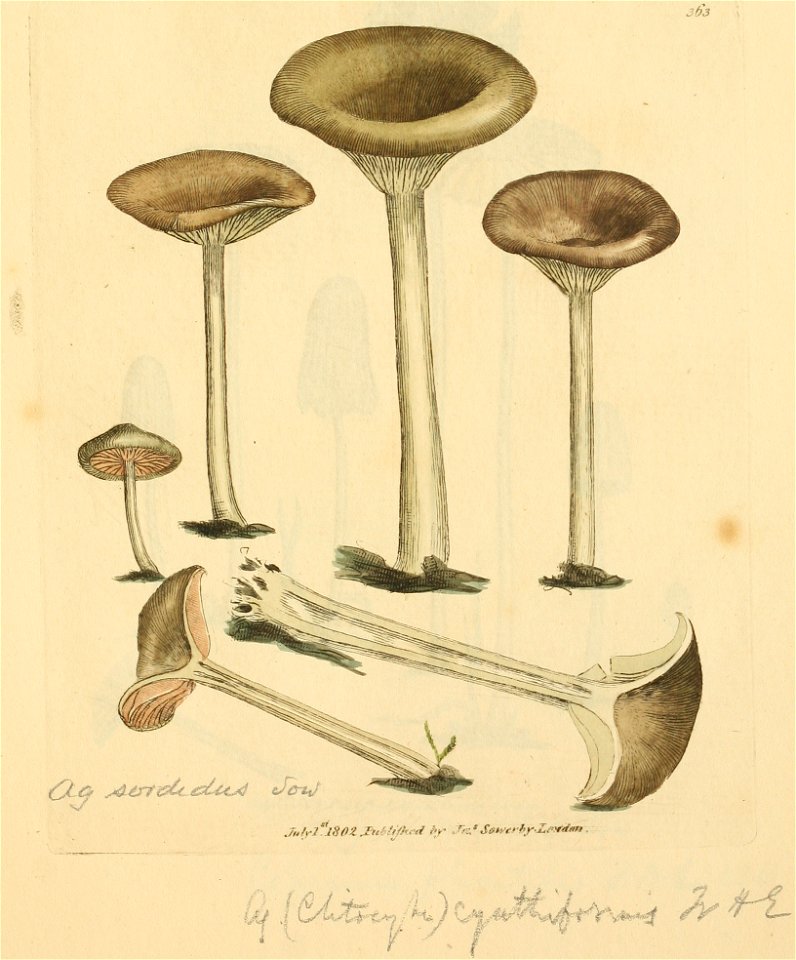 Coloured Figures of English Fungi or Mushrooms - t. 363