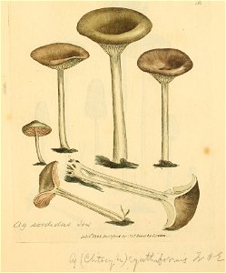 Coloured Figures of English Fungi or Mushrooms - t. 363