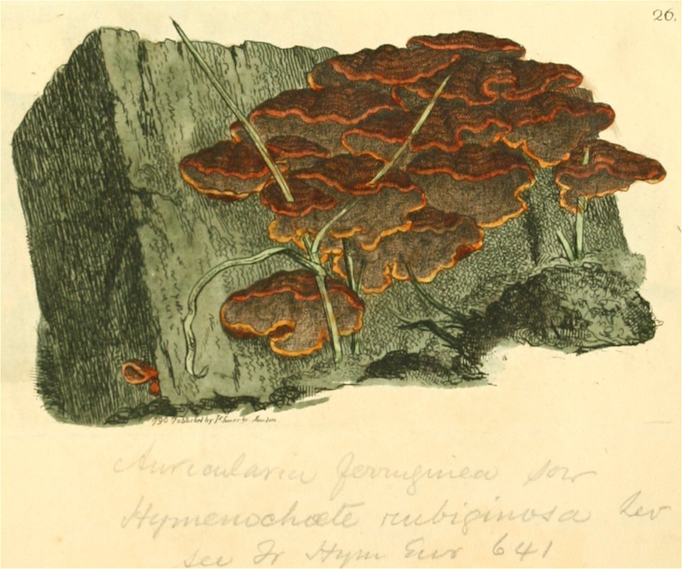 Coloured Figures of English Fungi or Mushrooms - t. 26