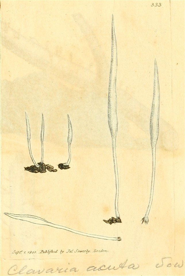 Coloured Figures of English Fungi or Mushrooms - t. 333