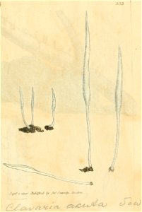 Coloured Figures of English Fungi or Mushrooms - t. 333
