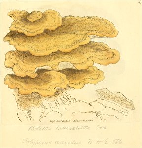 Coloured Figures of English Fungi or Mushrooms - t. 367