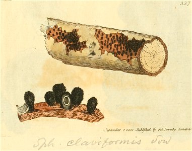 Coloured Figures of English Fungi or Mushrooms - t. 337