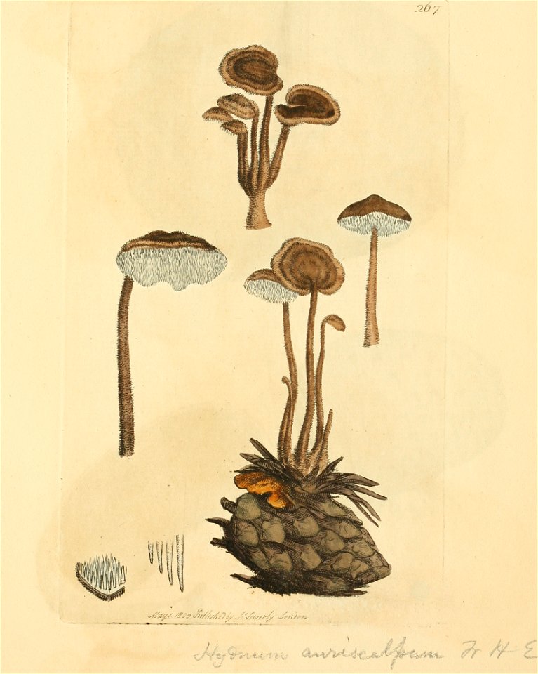 Coloured Figures of English Fungi or Mushrooms - t. 267