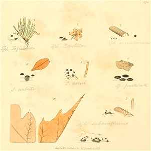 Coloured Figures of English Fungi or Mushrooms - t. 370