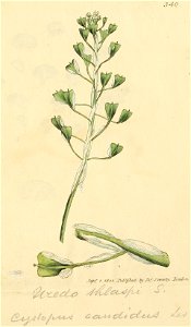 Coloured Figures of English Fungi or Mushrooms - t. 340