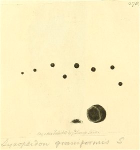 Coloured Figures of English Fungi or Mushrooms - t. 270