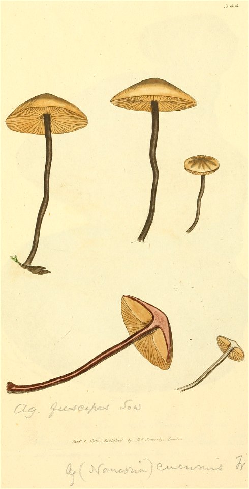 Coloured Figures of English Fungi or Mushrooms - t. 344