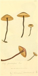Coloured Figures of English Fungi or Mushrooms - t. 344