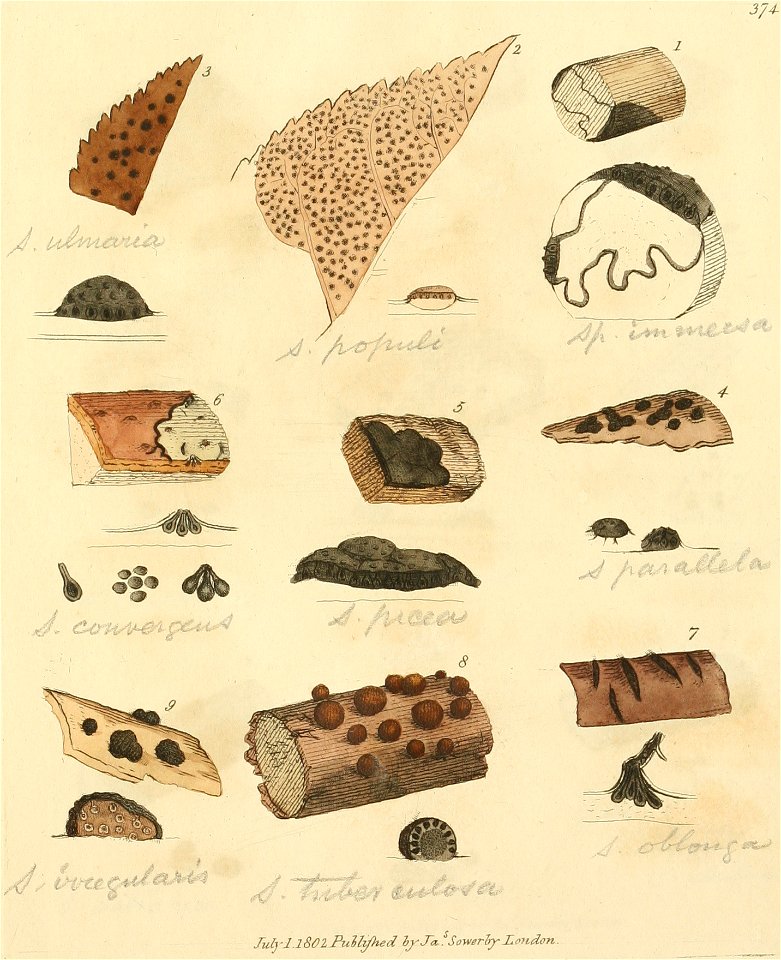 Coloured Figures of English Fungi or Mushrooms - t. 374