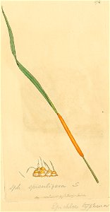Coloured Figures of English Fungi or Mushrooms - t. 274
