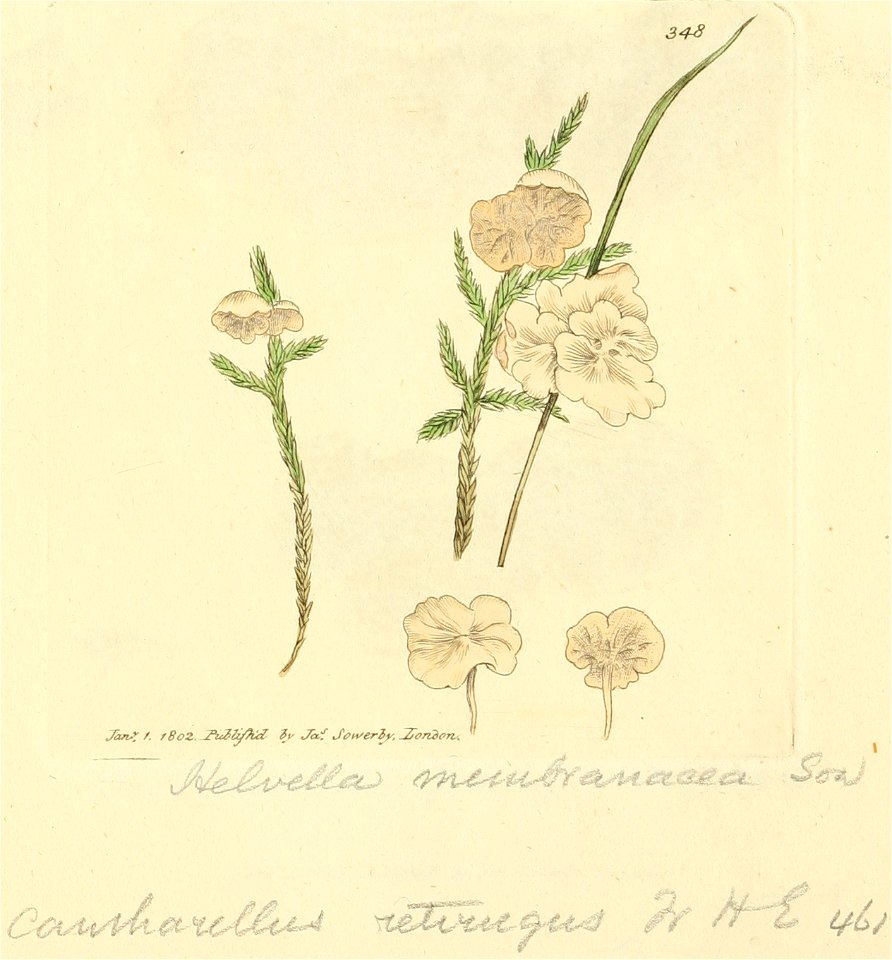 Coloured Figures of English Fungi or Mushrooms - t. 348