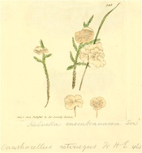 Coloured Figures of English Fungi or Mushrooms - t. 348