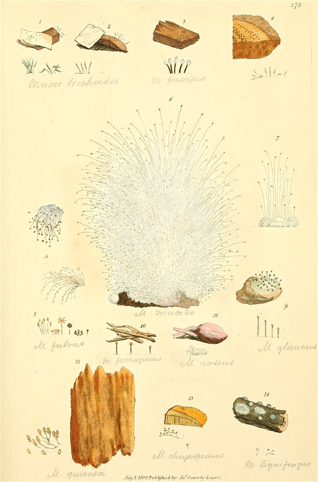 Coloured Figures of English Fungi or Mushrooms - t. 378