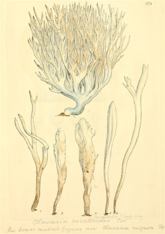 Coloured Figures of English Fungi or Mushrooms - t. 278