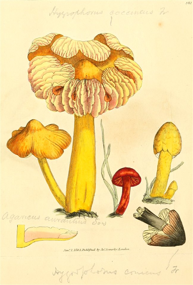 Coloured Figures of English Fungi or Mushrooms - t. 381