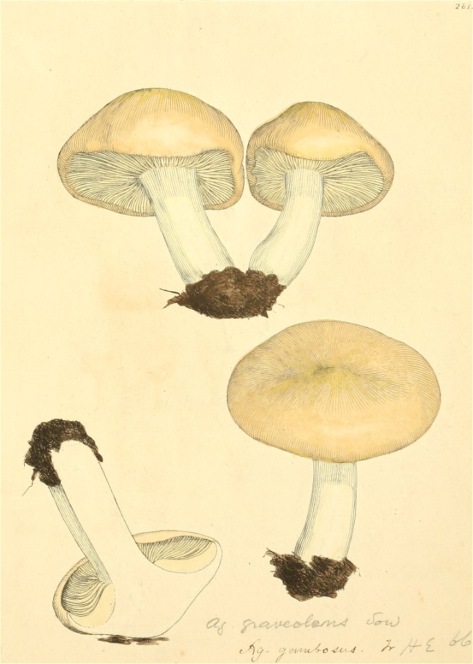 Coloured Figures of English Fungi or Mushrooms - t. 281