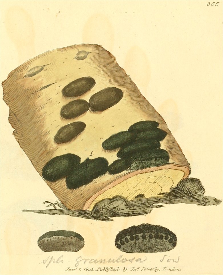 Coloured Figures of English Fungi or Mushrooms - t. 355