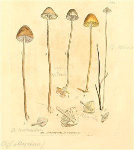 Coloured Figures of English Fungi or Mushrooms - t. 385