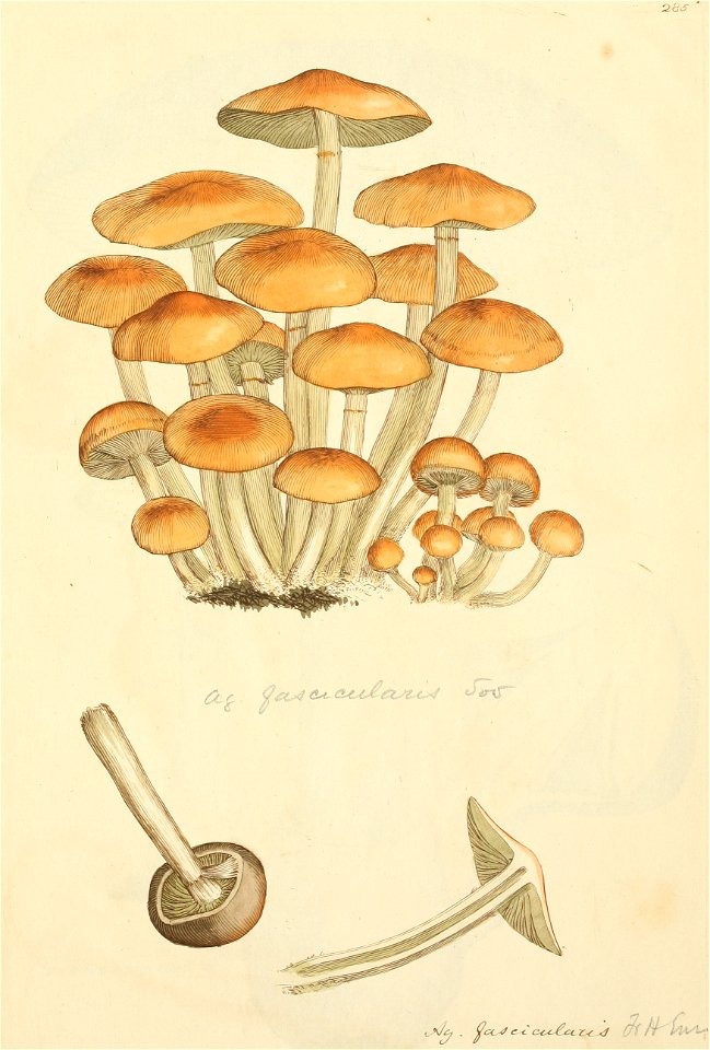 Coloured Figures of English Fungi or Mushrooms - t. 285
