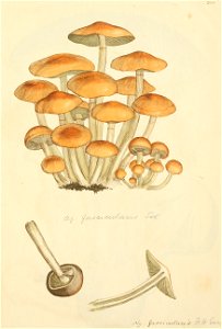 Coloured Figures of English Fungi or Mushrooms - t. 285