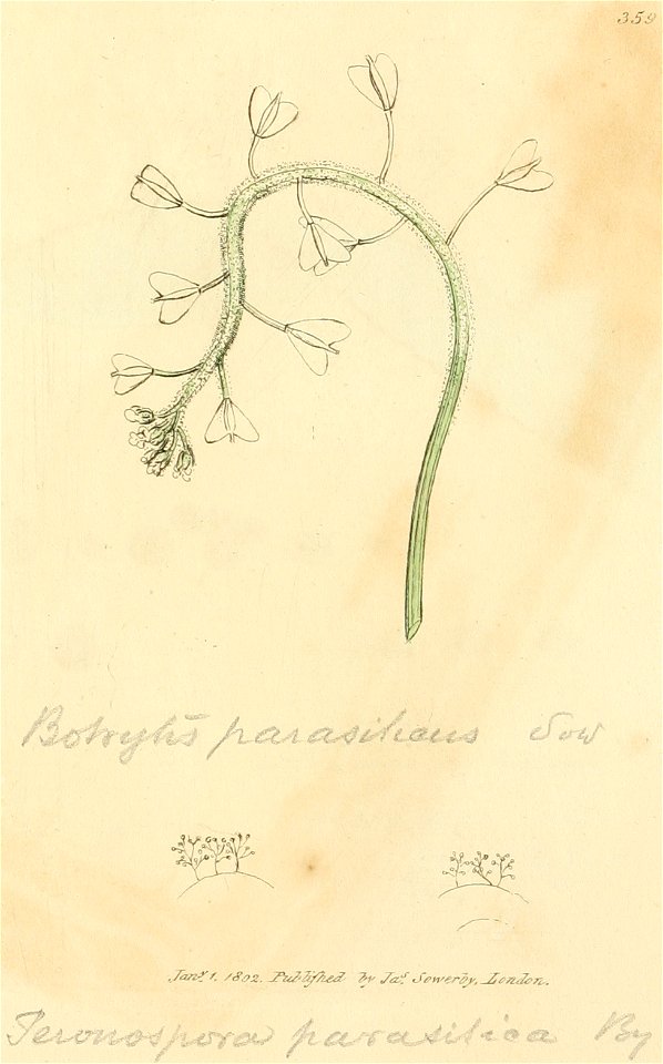 Coloured Figures of English Fungi or Mushrooms - t. 359