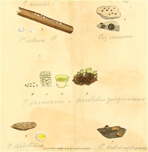 Coloured Figures of English Fungi or Mushrooms - t. 389