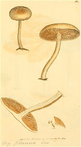 Coloured Figures of English Fungi or Mushrooms - t. 362