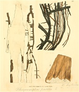 Coloured Figures of English Fungi or Mushrooms - t. 392