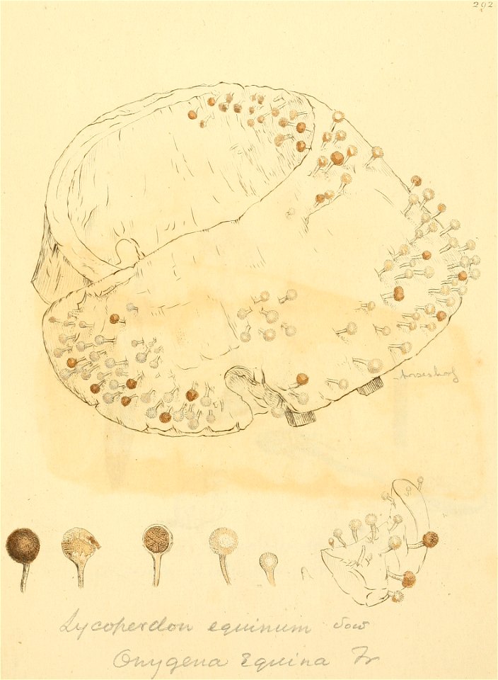 Coloured Figures of English Fungi or Mushrooms - t. 292