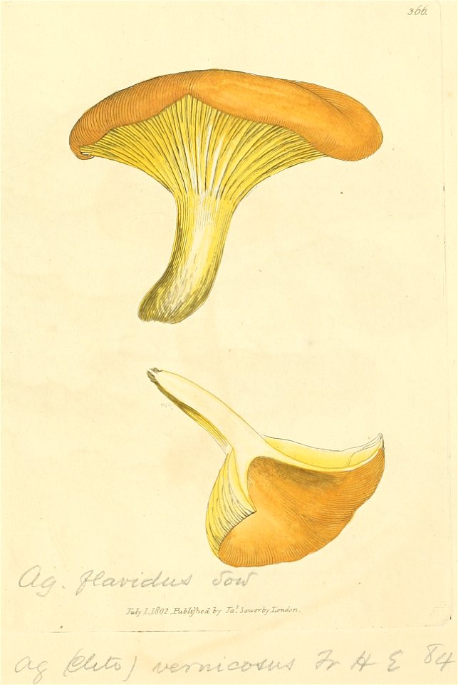 Coloured Figures of English Fungi or Mushrooms - t. 366