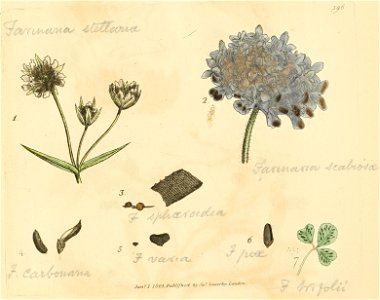 Coloured Figures of English Fungi or Mushrooms - t. 396