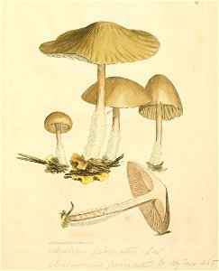 Coloured Figures of English Fungi or Mushrooms - t. 37