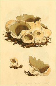 Coloured Figures of English Fungi or Mushrooms - t. 4