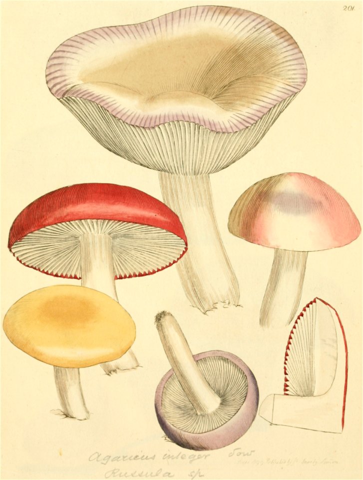 Coloured Figures of English Fungi or Mushrooms - t. 201