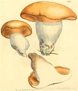 Coloured Figures of English Fungi or Mushrooms - t. 402
