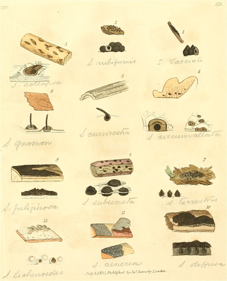 Coloured Figures of English Fungi or Mushrooms - t. 373
