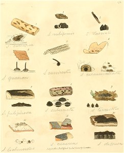 Coloured Figures of English Fungi or Mushrooms - t. 373