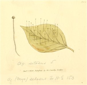 Coloured Figures of English Fungi or Mushrooms - t. 302