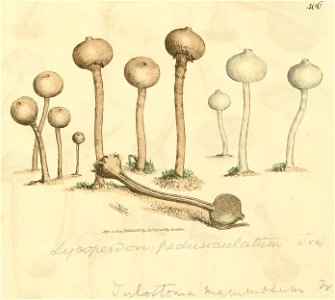 Coloured Figures of English Fungi or Mushrooms - t. 406