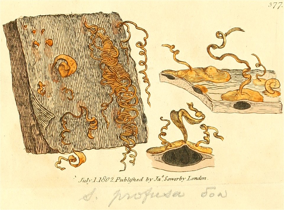 Coloured Figures of English Fungi or Mushrooms - t. 377