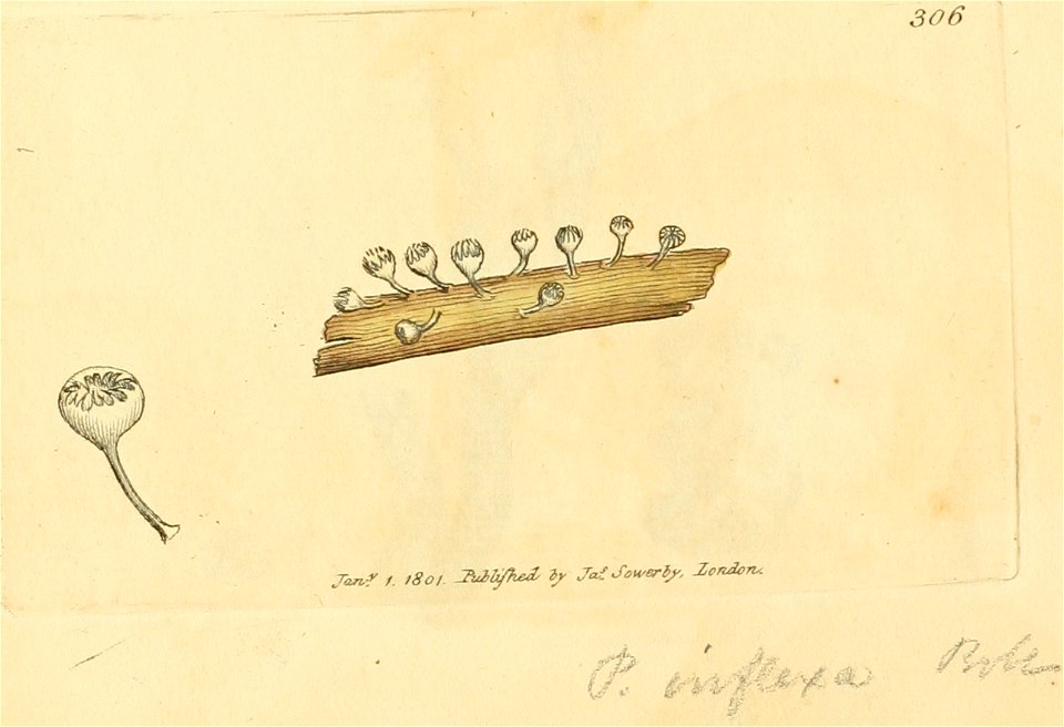 Coloured Figures of English Fungi or Mushrooms - t. 306