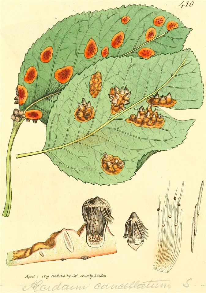 Coloured Figures of English Fungi or Mushrooms - t. 410
